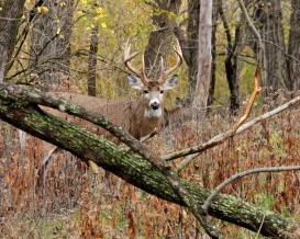 Whitetail Deer Buck