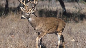 White-tailed_deer-640x360